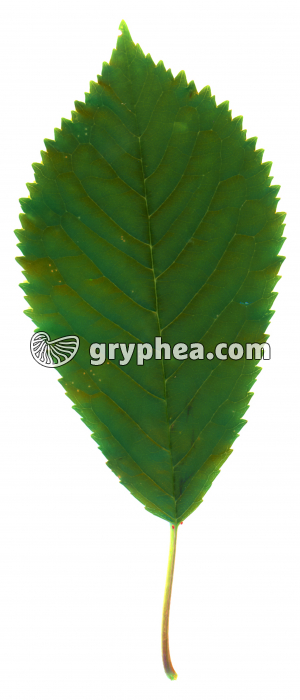Merisier - Feuille (Prunus avium) - gryphea.org